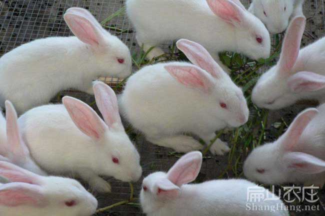 奉新竹鼠養殖場