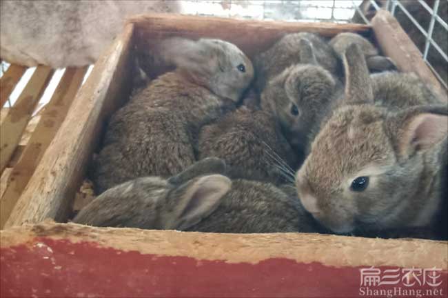 三明野兔養殖