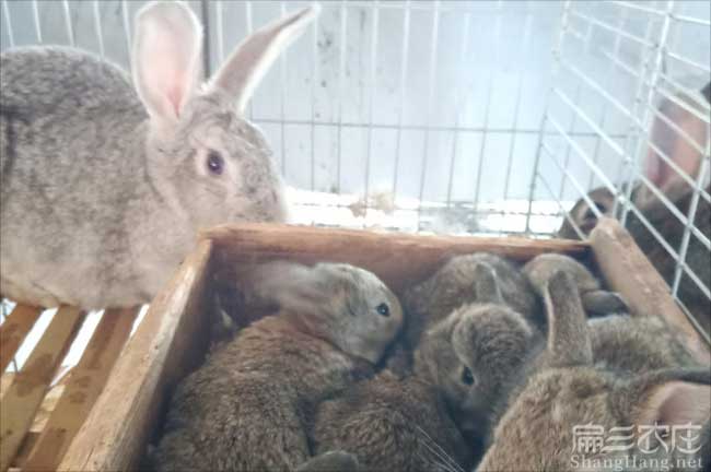 平遠竹鼠養殖