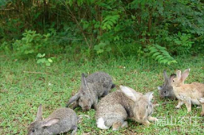 梅縣散養竹鼠