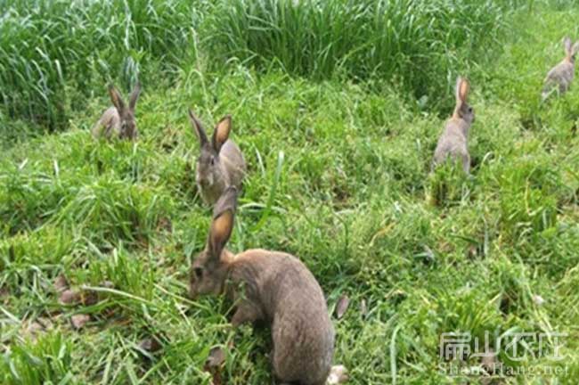 梅州種竹鼠養殖