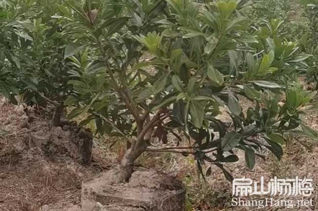 內江地徑3公分楊梅杯苗