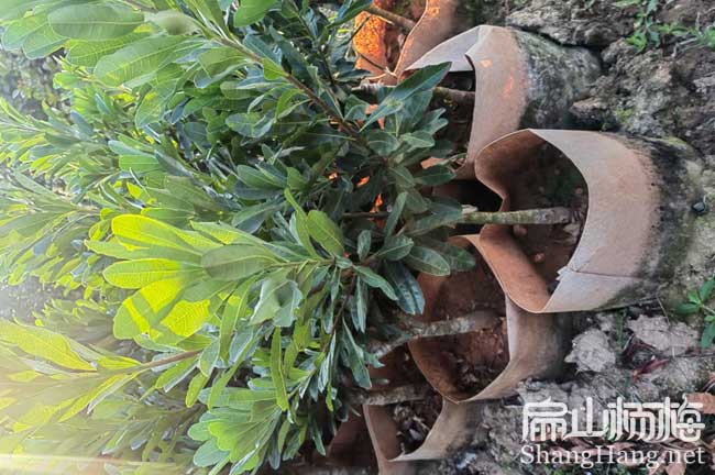 水晶 延安地徑（jìng）2-3公分楊梅苗種植（zhí）基地批發 延安黑高峰30CM