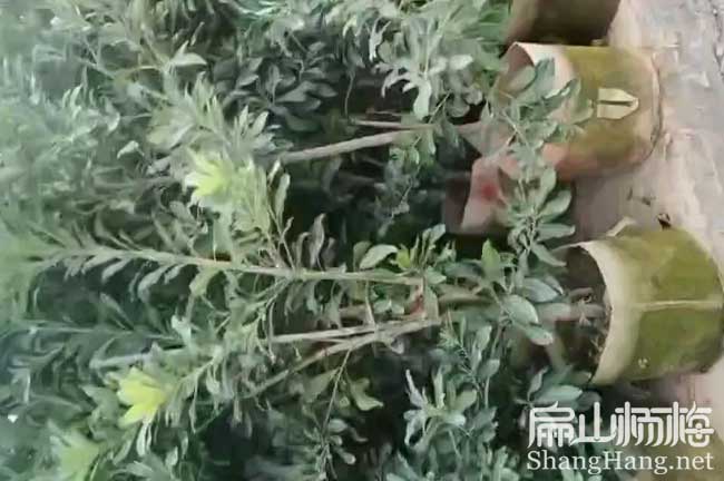 南通地（dì）徑3公分楊梅杯苗