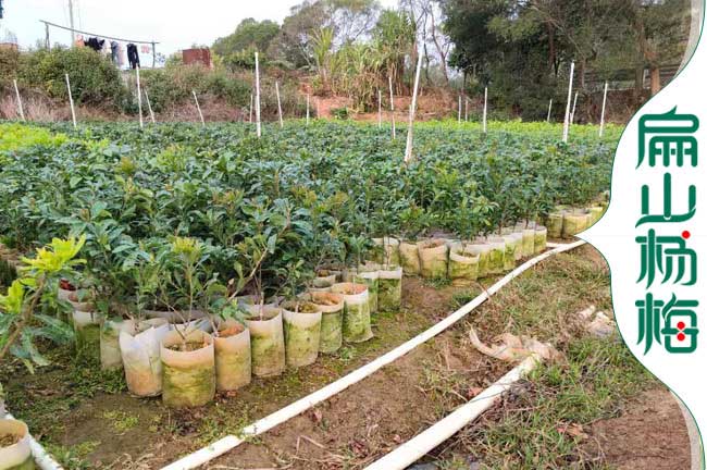 天門1年楊梅中杯苗培育