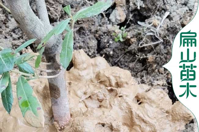 浙江楊梅種植方法