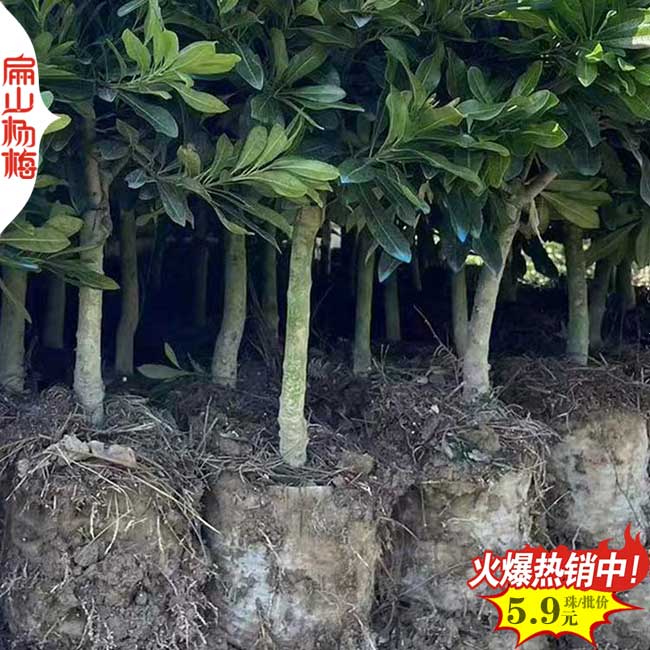 隨（suí）州黑高峰楊梅苗