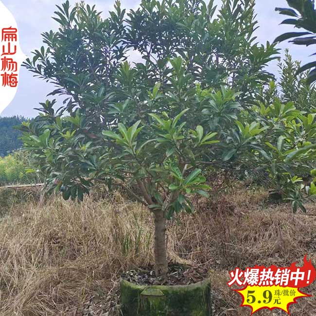 好苗批發 三亞儋州楊梅苗培育種植大型基地 高30-50厘米一顆
