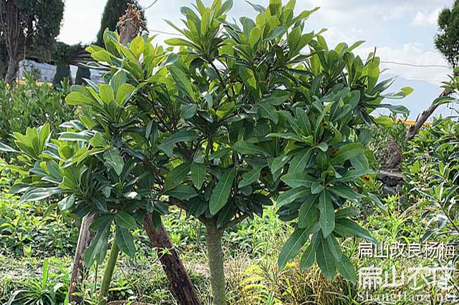 中國楊梅種（zhǒng）植基地