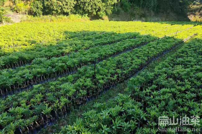 澧縣楊梅種植基（jī）地