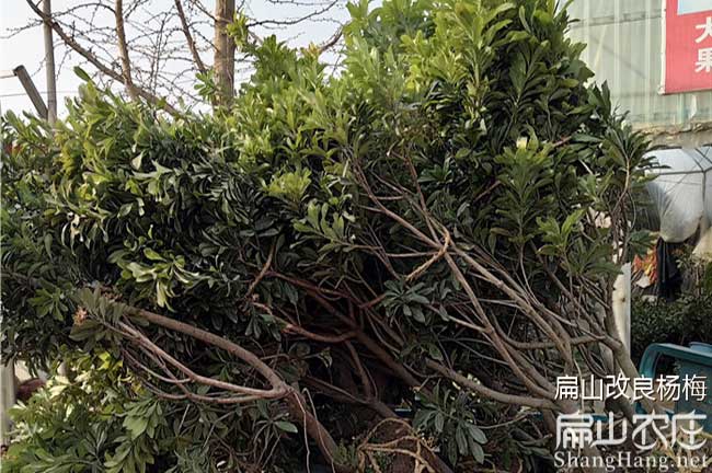 湖南楊（yáng）梅種植技術