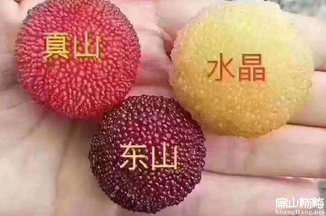 水晶楊梅種（zhǒng）植