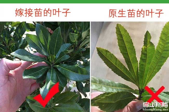 嫁接與實生（shēng）楊梅苗