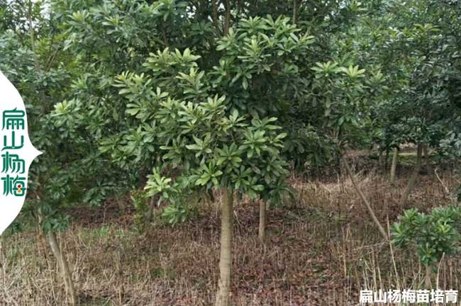 已结果 广西早熟大杨梅苗（miáo）批发 广西柳州桂林南宁水晶杨（yáng）梅1元