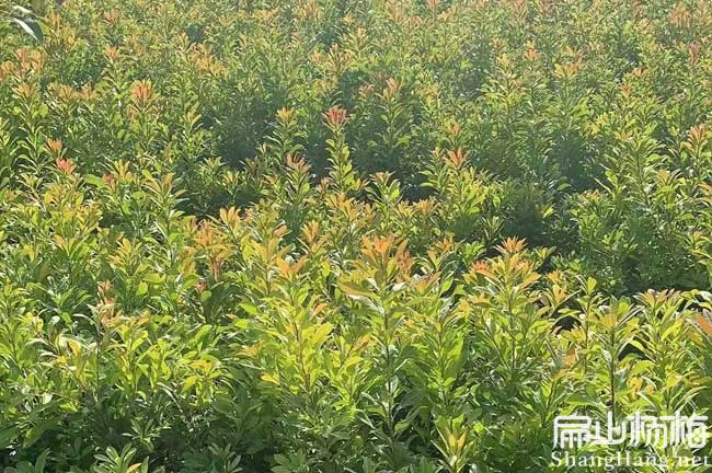 文山大黑炭楊梅種植