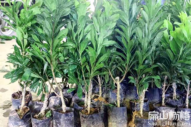 楊（yáng）梅種植利潤