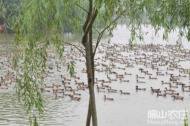 龍岩番鴨養（yǎng）殖（zhí）