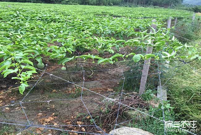 岑溪軟樹油茶苗