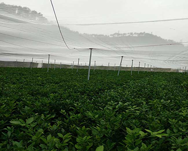 白鷺湖中（zhōng）國油茶種植基