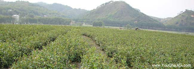 長沙山茶籽樹苗