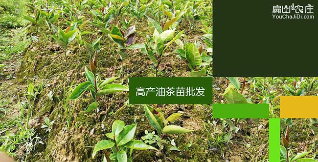 麒麟區茶樹管理技術與（yǔ）