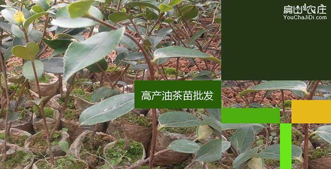 福建（jiàn）良種油茶苗