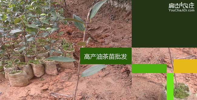 子長縣油茶（chá）種植的土質（zhì）