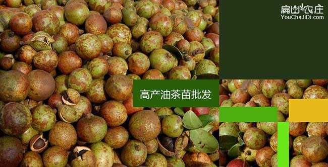 熊（xióng）口油茶苗掛果周（zhōu）期短