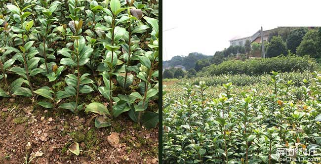 蕪湖源茶樹苗日常管理