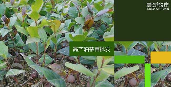 永壽（shòu）縣茶油價錢分類介（jiè）