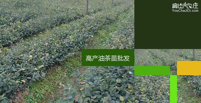 嘉（jiā）興茶籽樹種植