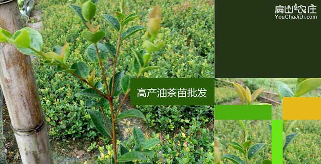 薑堰區源茶樹（shù）苗日常管