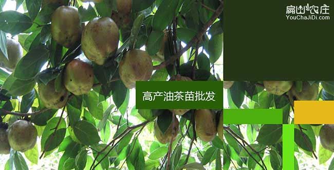 大金油茶的生（shēng）物學特性