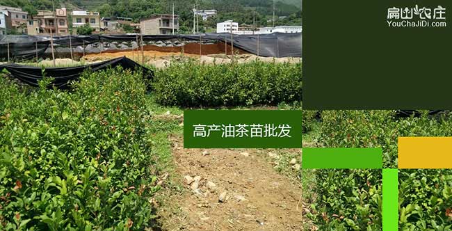 2024淮安油茶基地規（guī）模種植發展✽淮安油茶苗批發