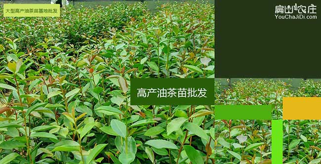 梧州茶樹種植