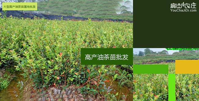 新（xīn）北區南（nán）方（fāng）種植油茶的