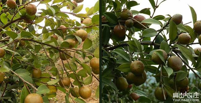 威寧（níng）油茶（chá）基地