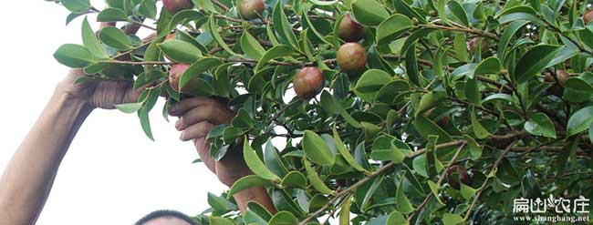 湖北高產油（yóu）茶苗多少錢一顆?湖北大（dà）油茶（chá）基地