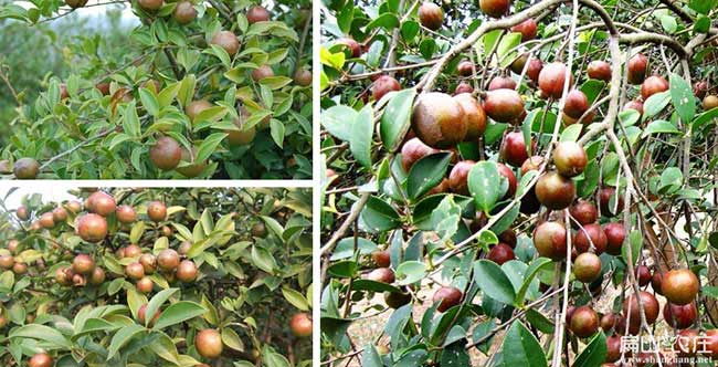 萍鄉油（yóu）茶示範基地