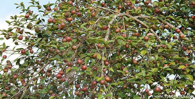 婁底油茶（chá）基地