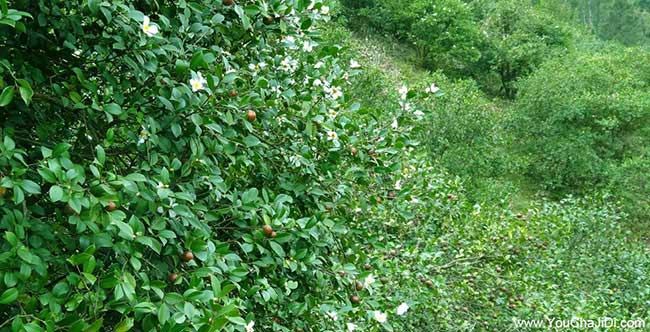 株洲油茶基地