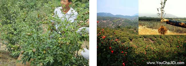 四望田（tián）街道油茶種（zhǒng）植重