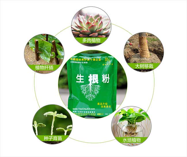 襄州油（yóu）茶種（zhǒng）植在泰國受