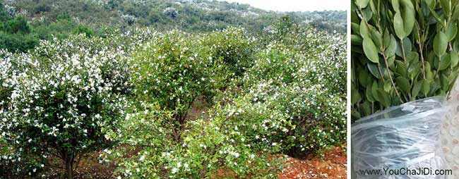 如果在洪澤區種植油茶