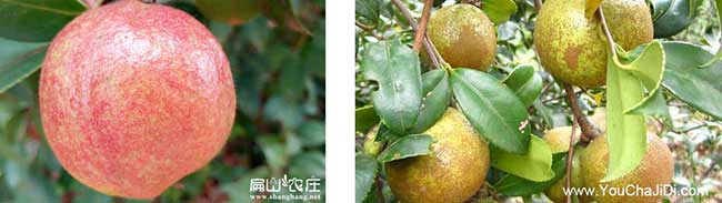 大果油（yóu）茶回（huí）收