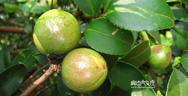 八寶哪裏（lǐ）有油茶種植技