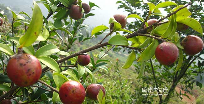 常州扁（biǎn）山茶樹苗下套種