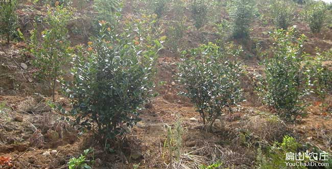 王義貞扁山油茶基地合