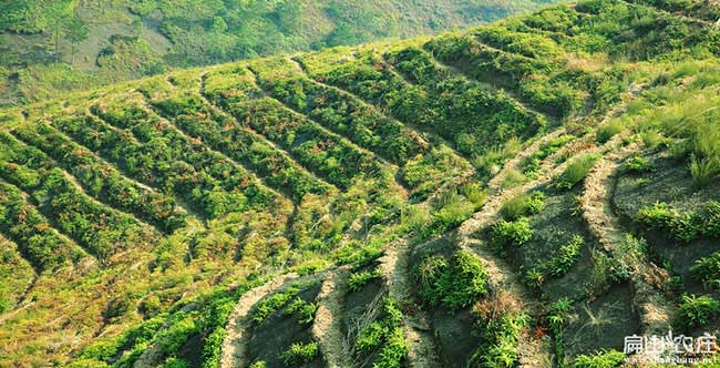 濤源鎮種植油（yóu）茶哪個品