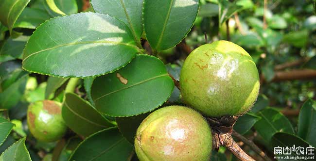 西雙版納油（yóu）茶基地